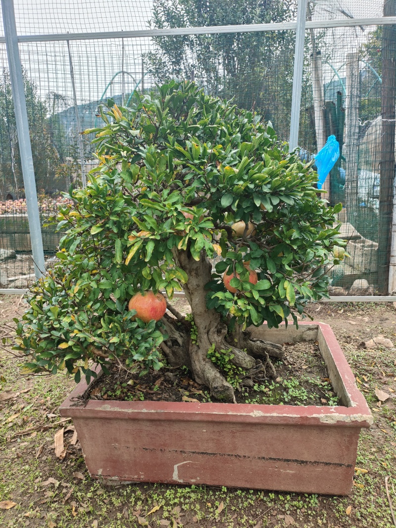 精品石榴树盆景，规格齐全，价格不等，大型种植基地直销