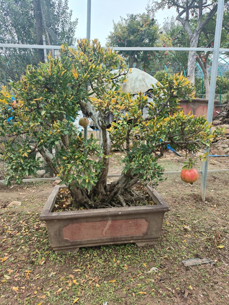 精品石榴树盆景，规格齐全，价格不等，大型种植基地直销