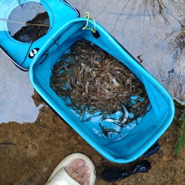 河虾