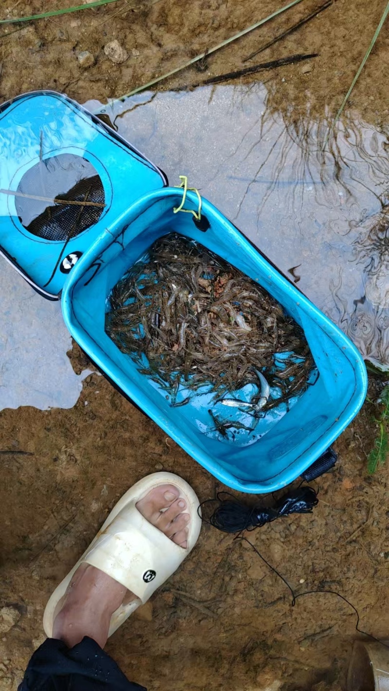 河虾