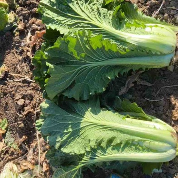 60秋绿白菜