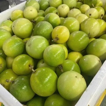批发钦蜜9号百香果