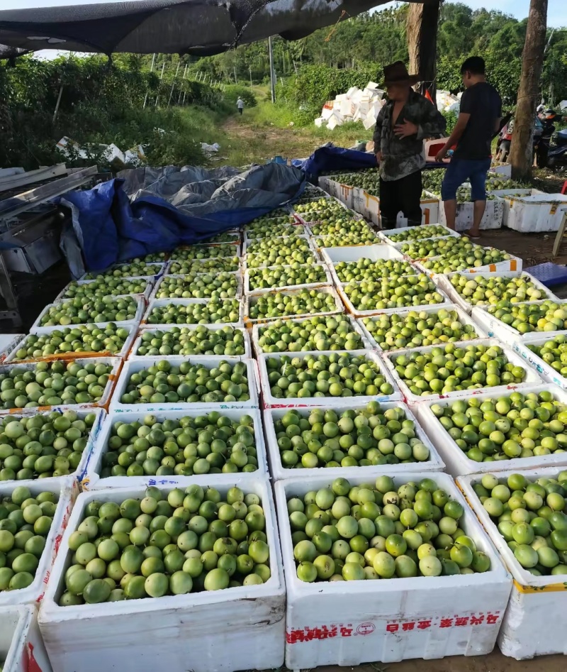 批发钦蜜9号百香果