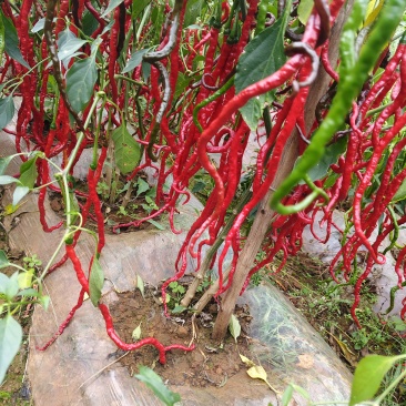 贵州威宁高山种植精品皱椒