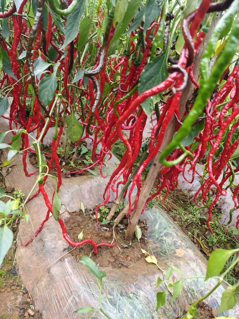 贵州威宁高山种植精品皱椒