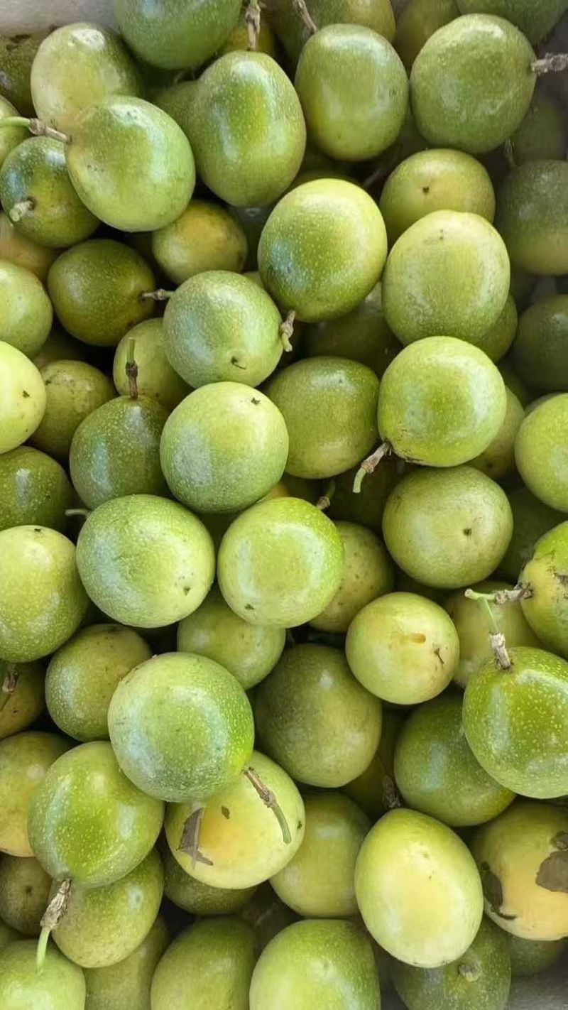 钦蜜9号批发