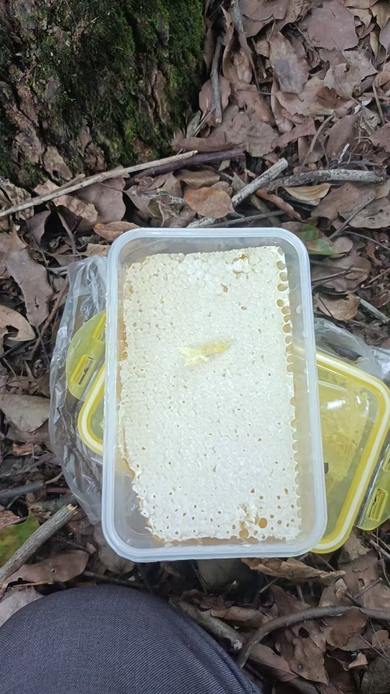 深山土蜂蜜！百花蜜！***绿色食品！