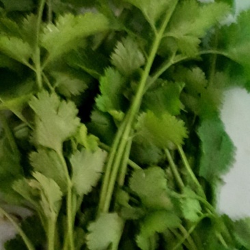 商丘柘城香菜