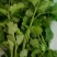商丘柘城香菜