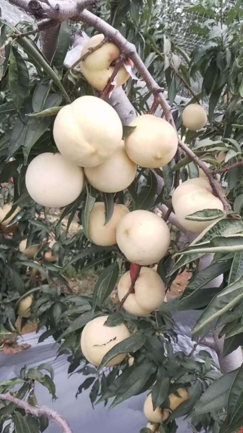 精品映霜红