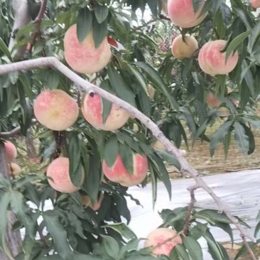 精品映霜红