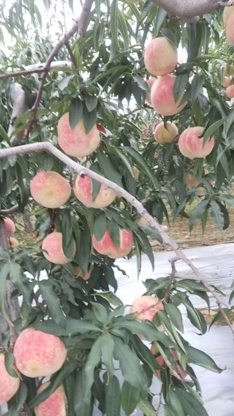 精品映霜红