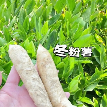 广东阳春冬薯