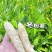 广东阳春冬薯
