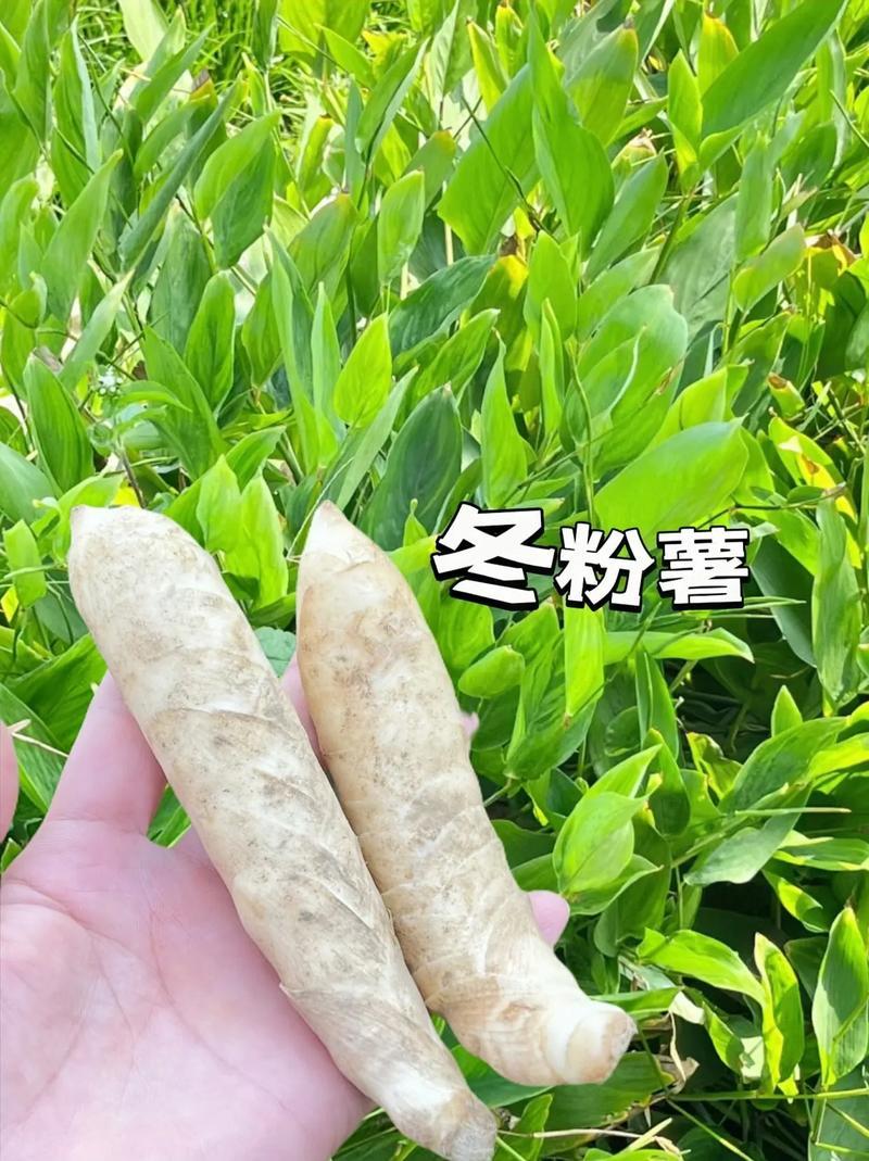 广东阳春冬薯