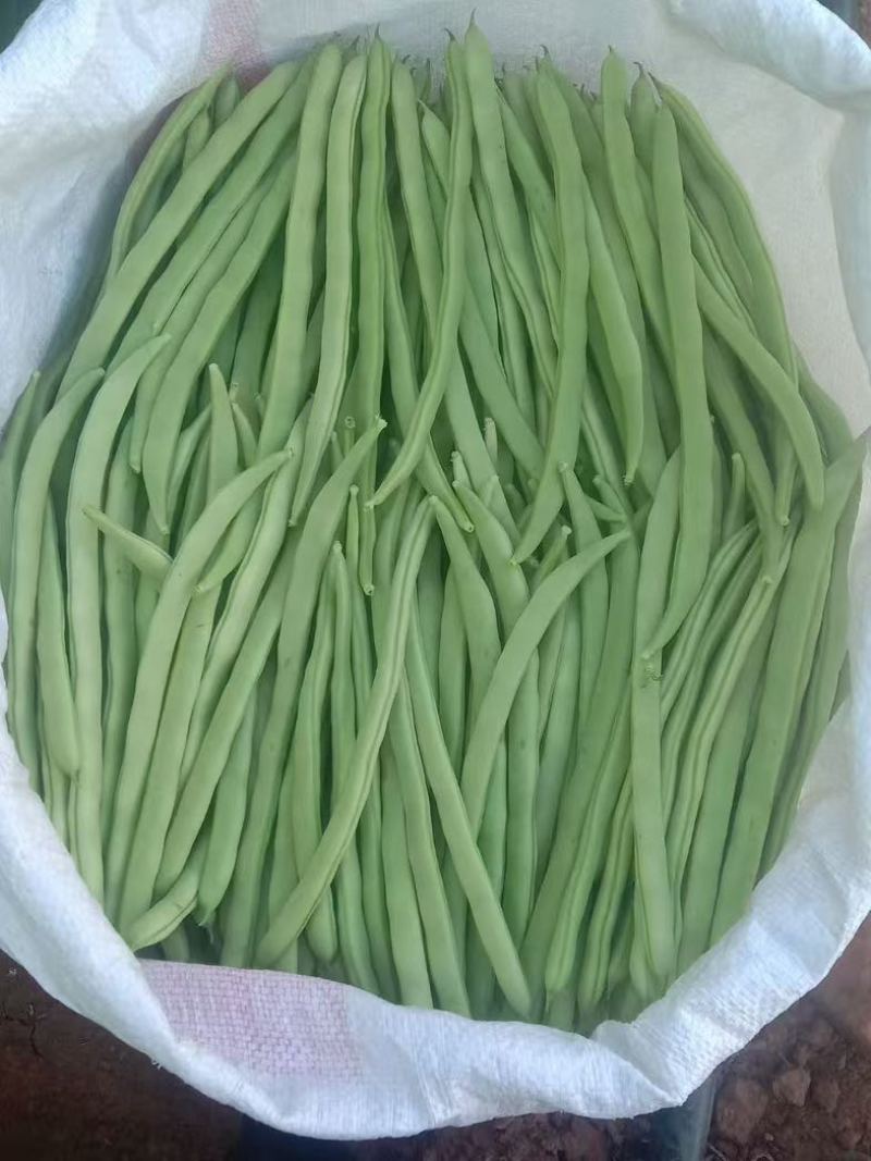 小金豆