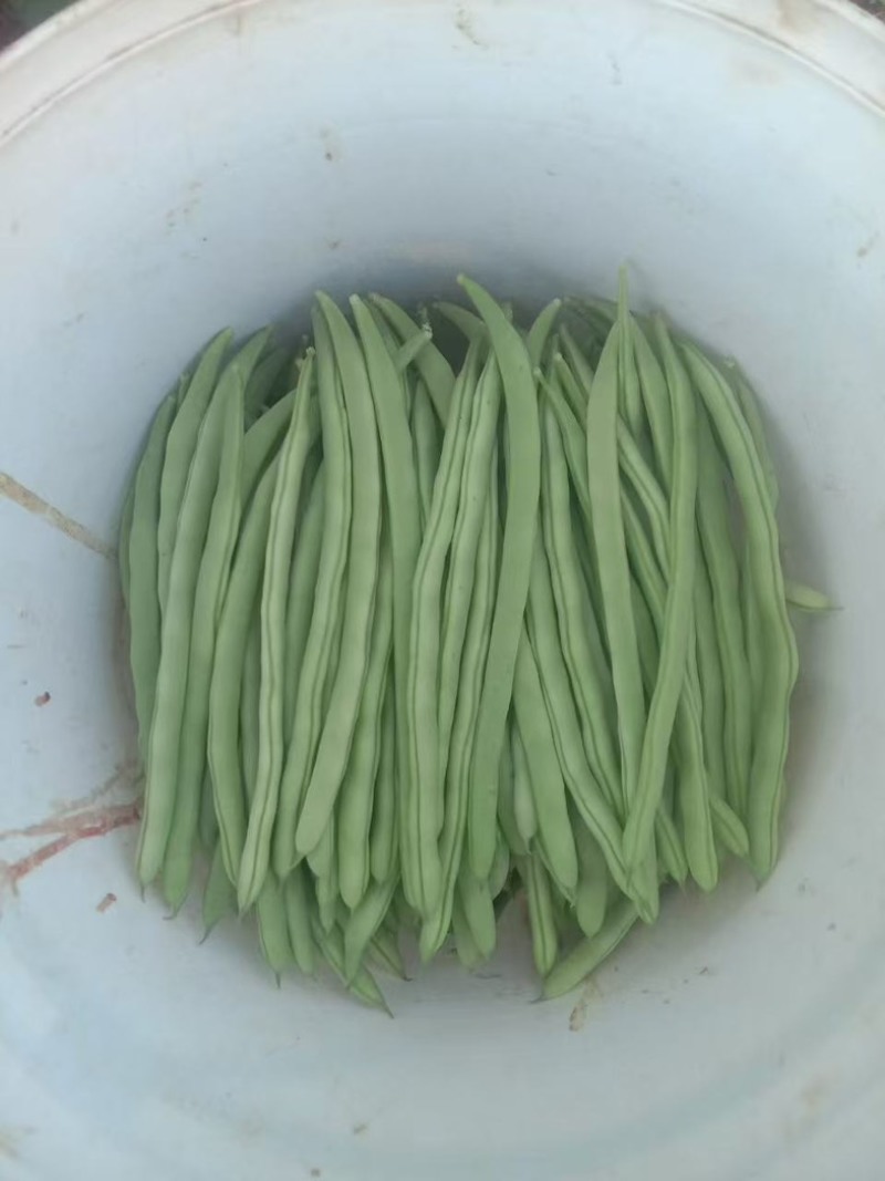 小金豆