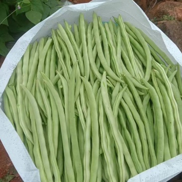 小金豆