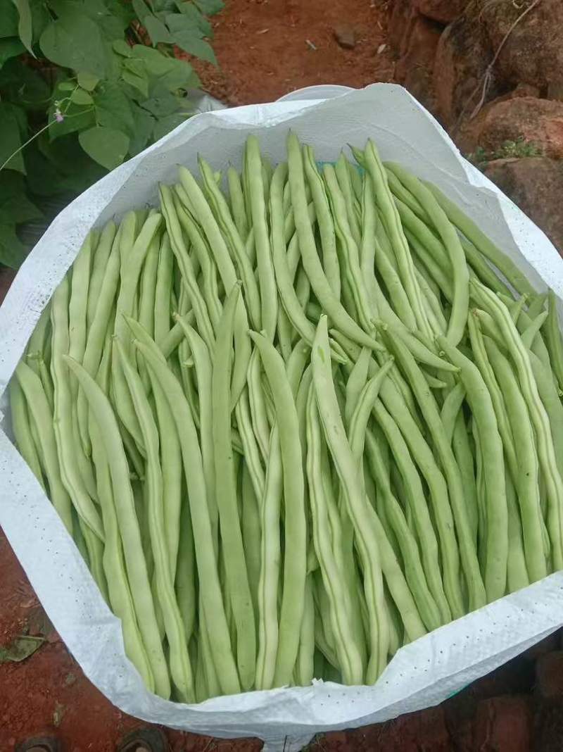 小金豆