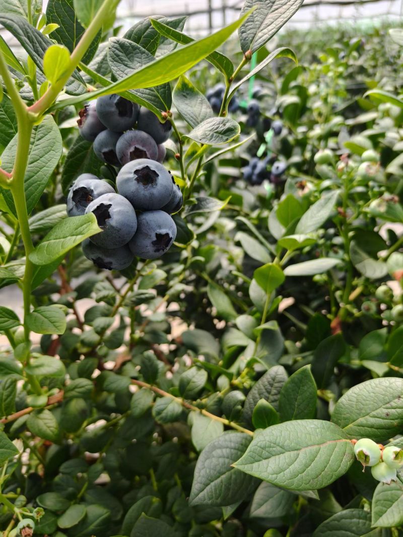精品蓝莓价格美丽需要的联系，***********