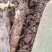 鲜红芪开挖80亩