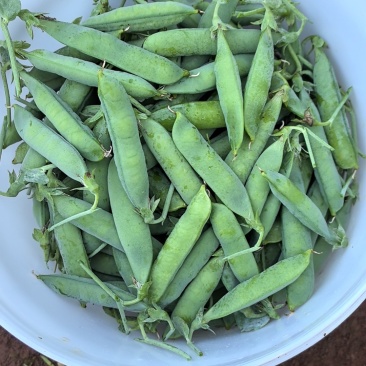 长寿仁豌豆