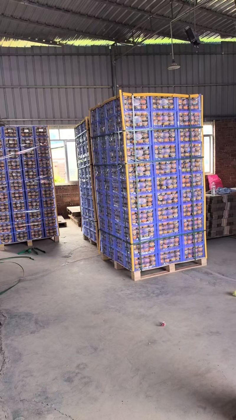 广西桂林恭城大量脆柿供应小白框装，出口外贸