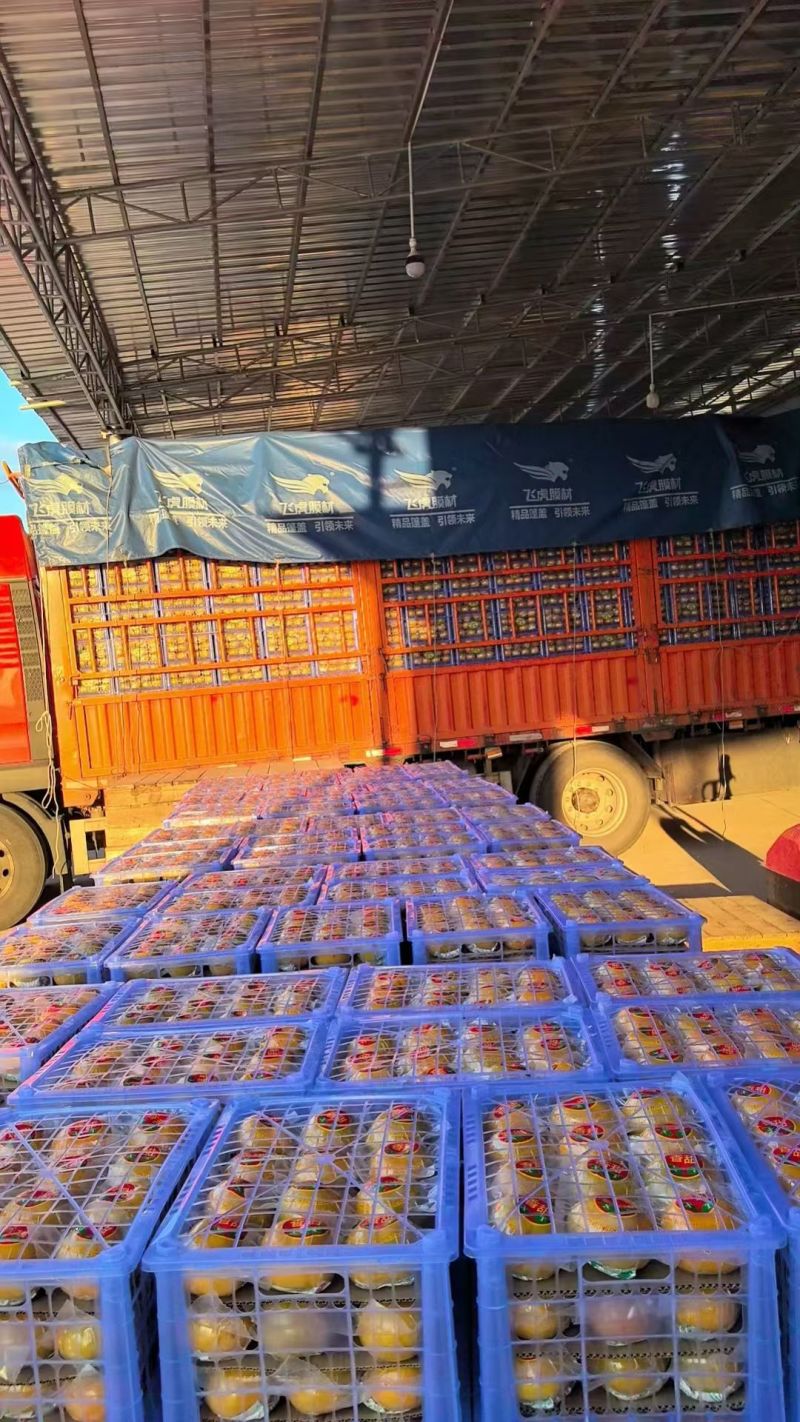 广西桂林恭城大量脆柿供应小白框装，出口外贸