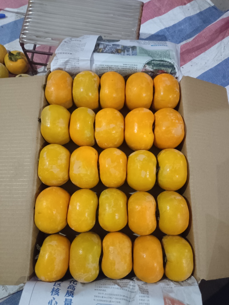 广西桂林恭城大量脆柿供应，出口越南，泰国中东东南亚