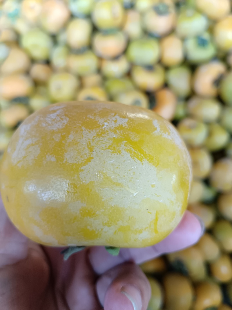 广西桂林恭城大量脆柿供应，出口越南，泰国中东东南亚
