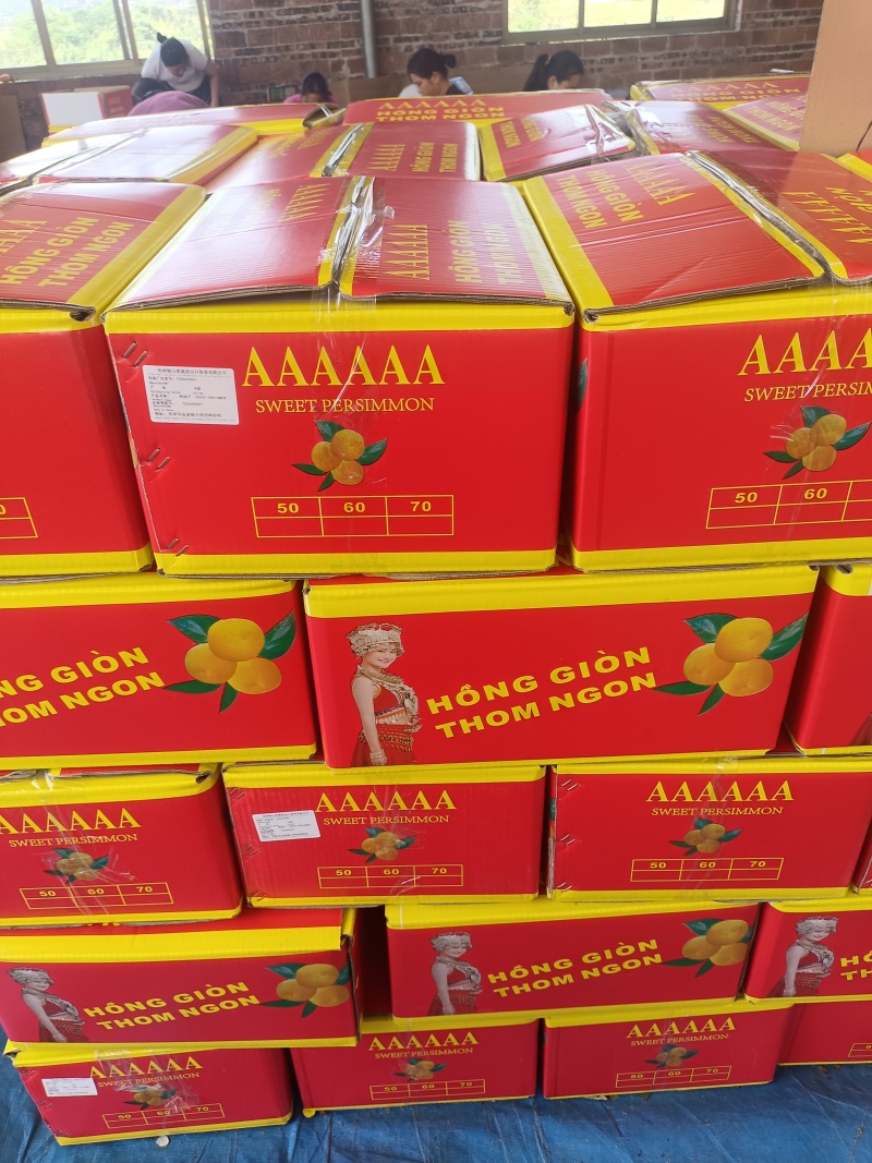 广西桂林恭城大量脆柿供应，出口越南，泰国中东东南亚