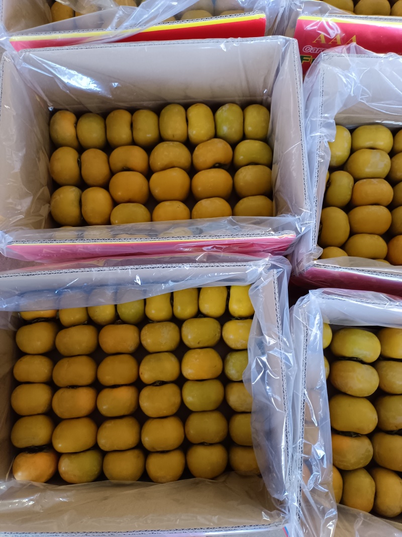 广西桂林恭城大量脆柿供应，出口越南，泰国中东东南亚