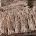 甘肃关防风