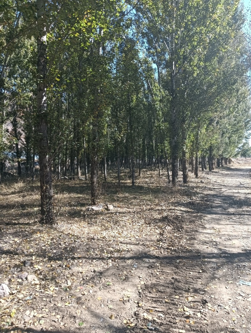 大约300颗杨树，