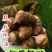 江苏建昌红香芋批发