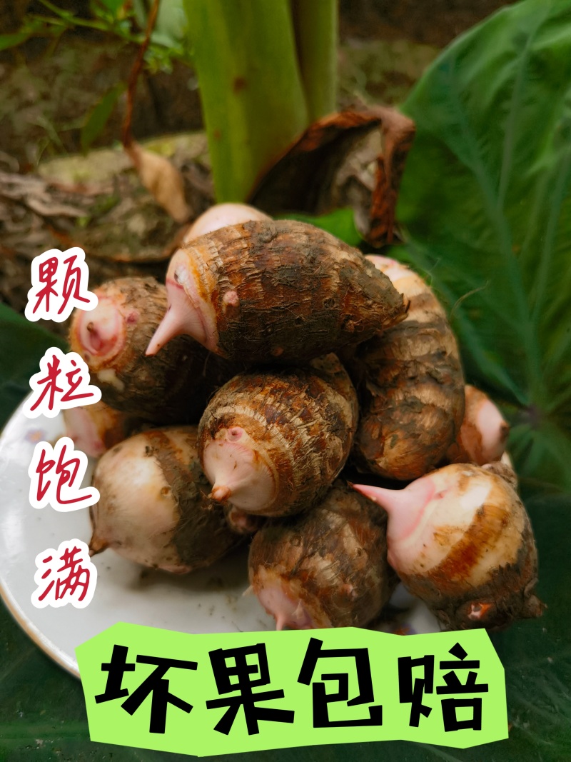 江苏建昌红香芋批发