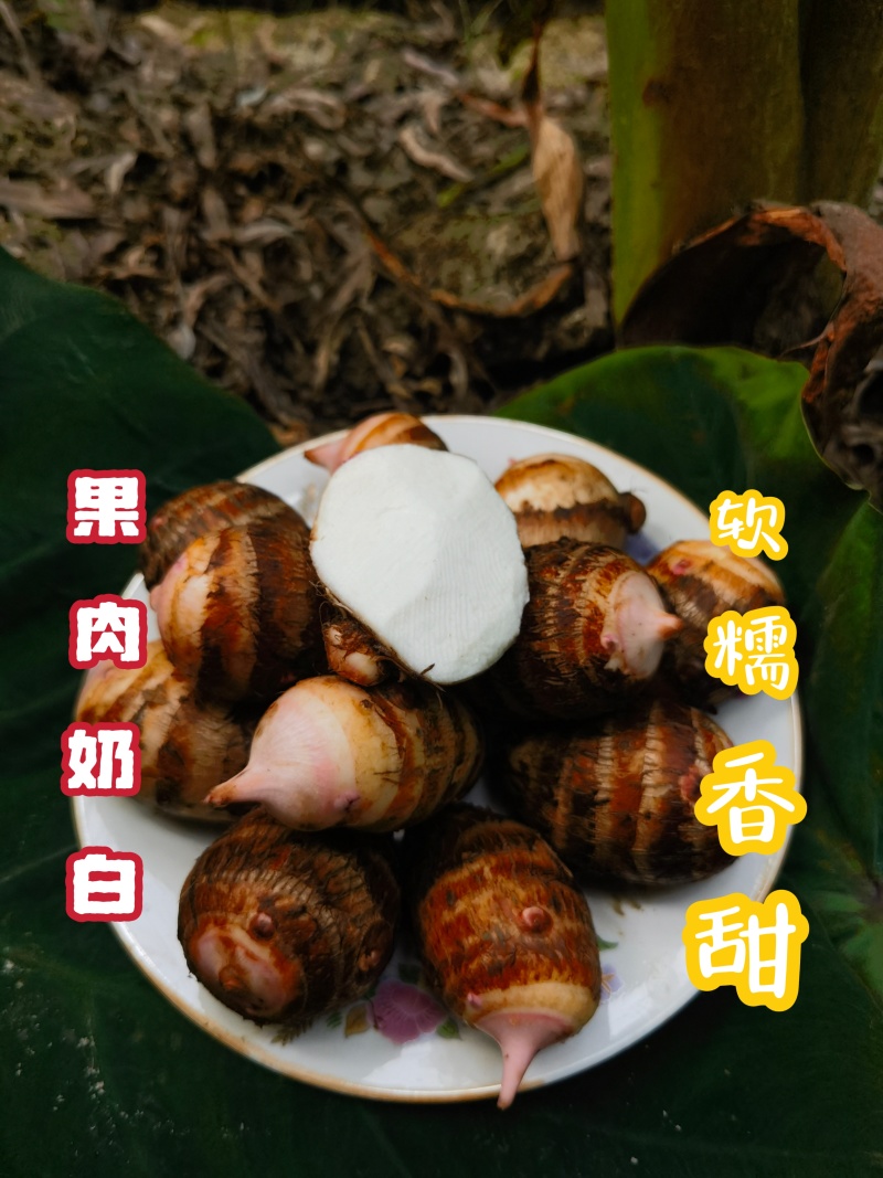 江苏建昌红香芋批发