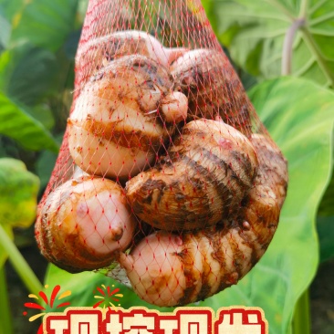 江苏建昌红香芋批发