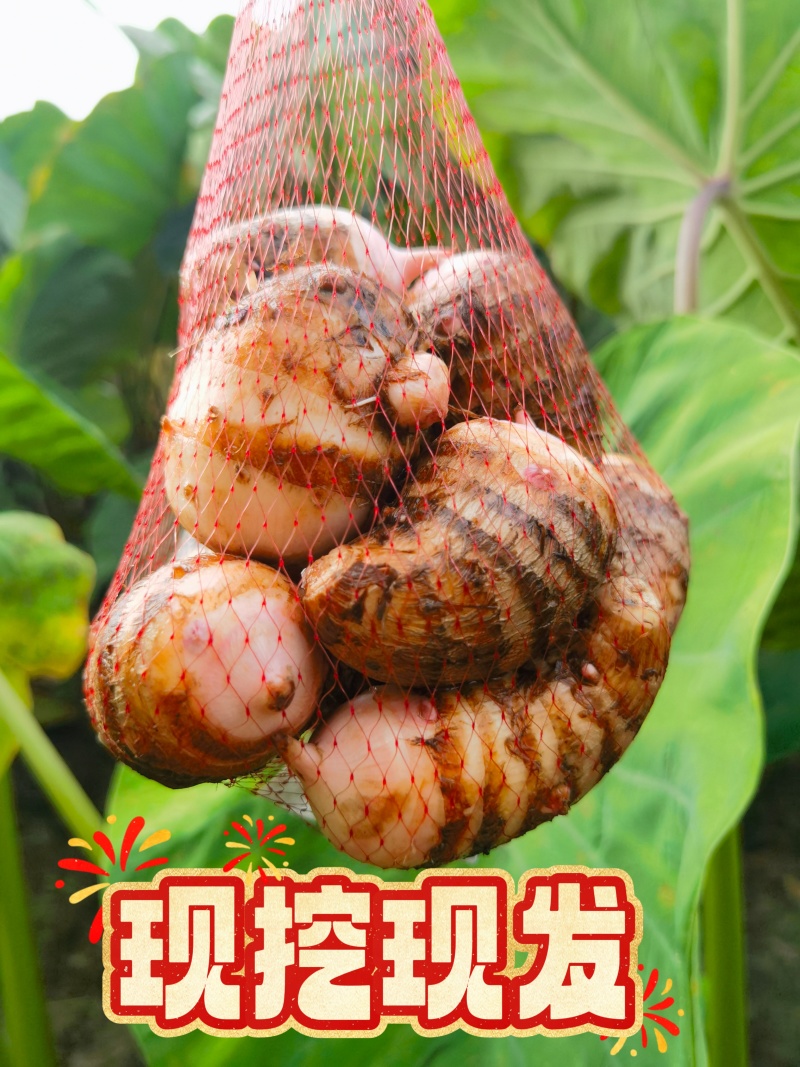 江苏建昌红香芋批发