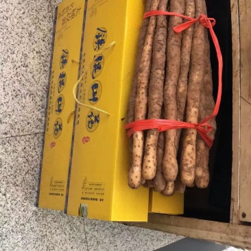 河南温县垆土地铁棍山药十年种植技术后感质量棒