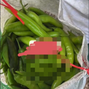 山东辣椒