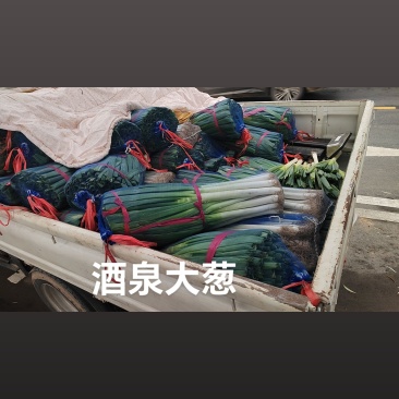 酒泉大葱