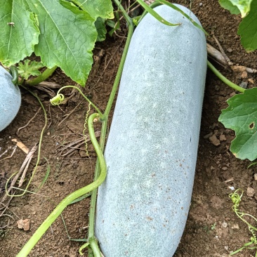 广西毛节瓜