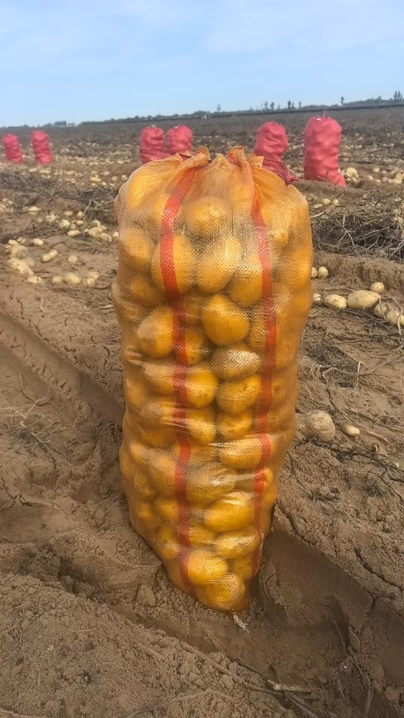 土豆