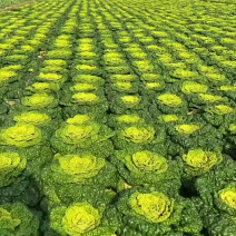 东北大白菜