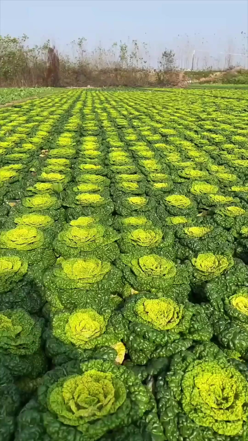东北大白菜