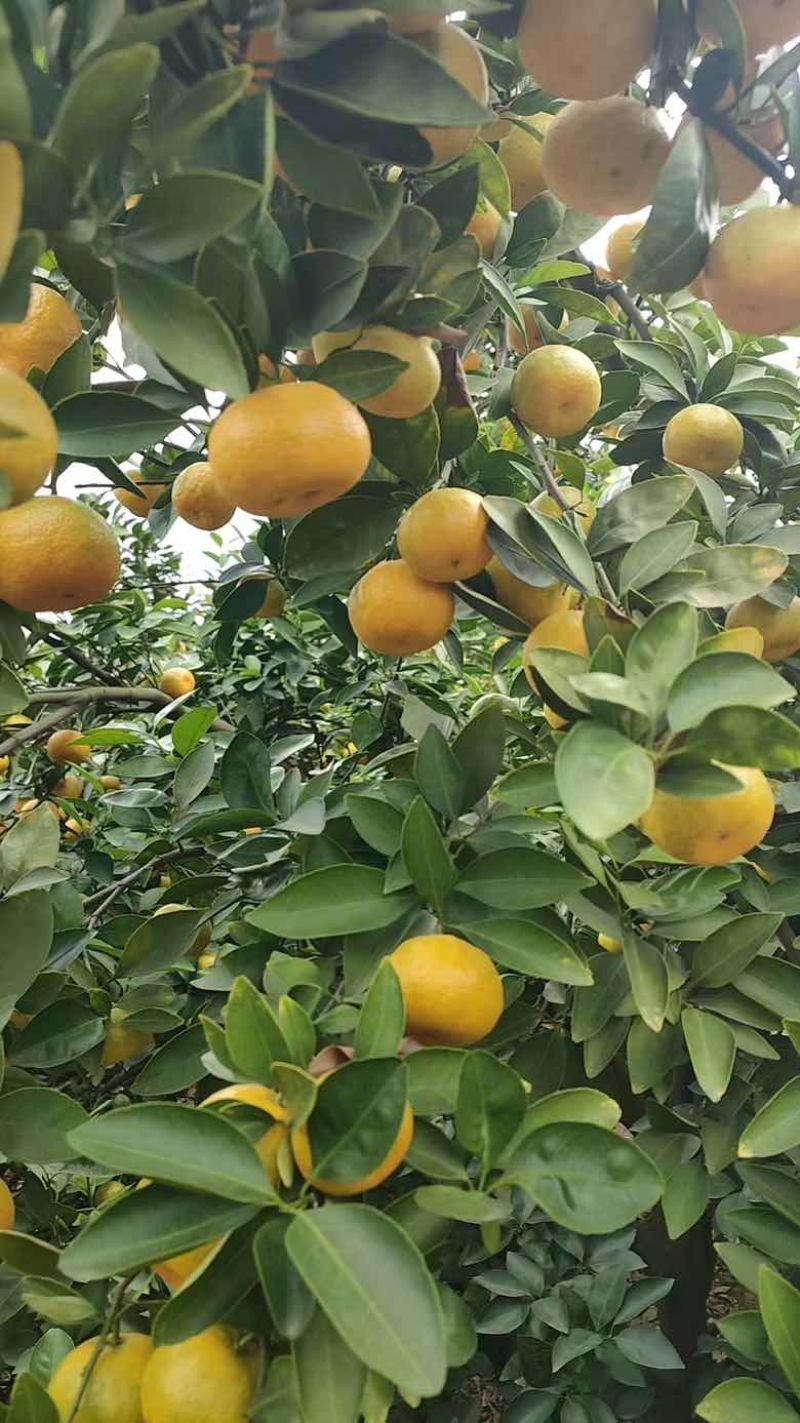 大小均匀，果面漂亮的新余蜜桔45-60大小果
