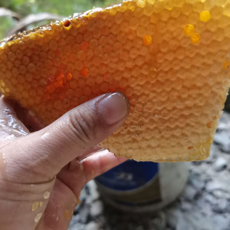 深山土蜂蜜
