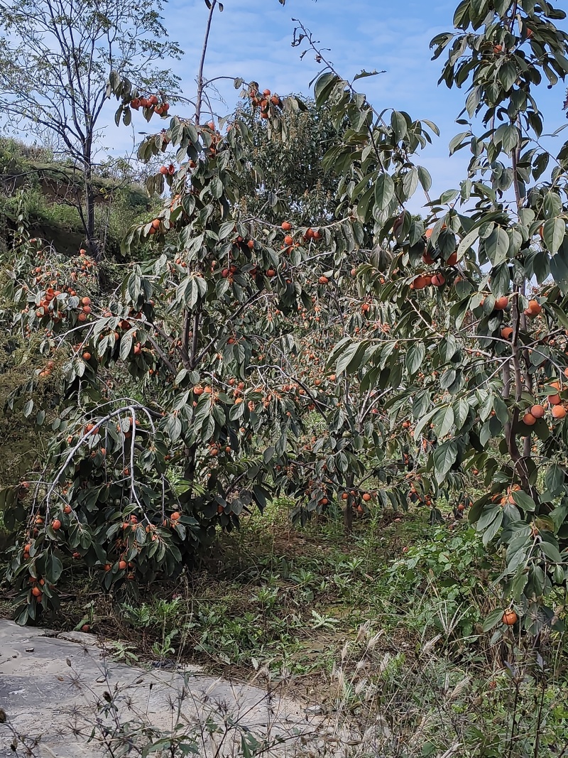 火葫芦柿子