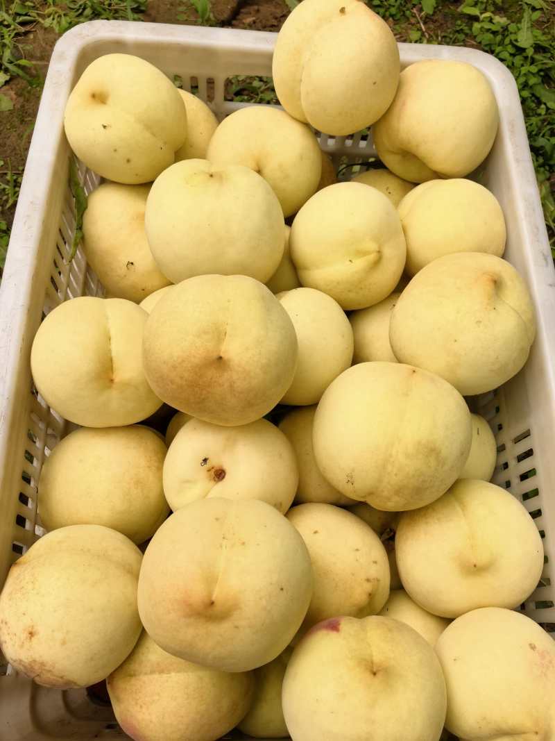 映霜红冬桃